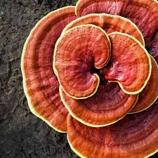 ADAPTOGENIC MUSHROOMS